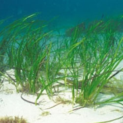 Degradação de ervas marinhas pode emitir grande quantidade de CO2