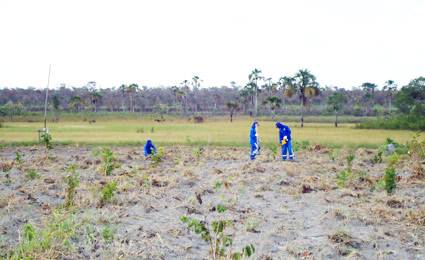 Recuperação de APP cria nova cadeia produtiva no Oeste da Bahia