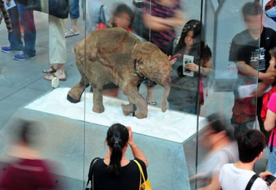 Extinção do mamute lanoso se deu por fatores humanos e naturais