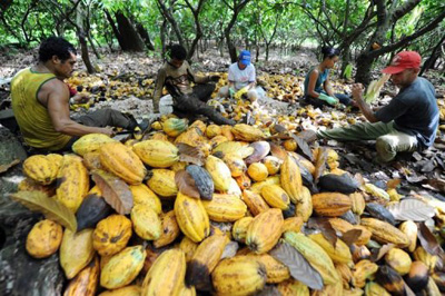 Cacau, uma opção saborosa contra o desmatamento na Amazônia