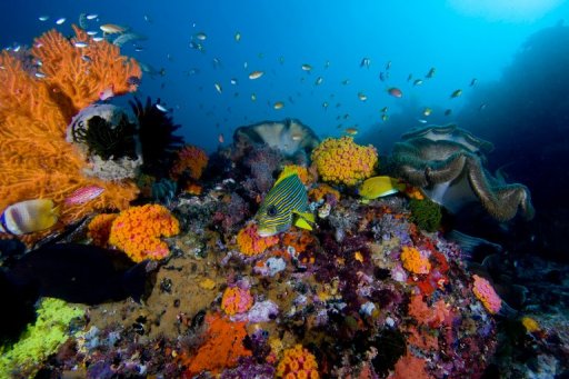 Ameaça à biodiversidade põe humanidade em risco