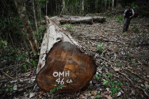 EUA e grupos brasileiros se unem para restaurar florestas