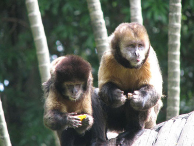 Ibama alerta sobre caça predatória de macacos no Amazonas