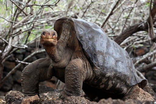 Morre Solitário Jorge, última tartaruga de sua espécie