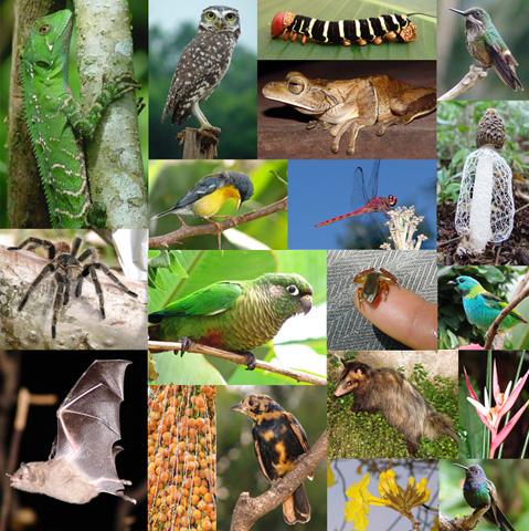 IUCN revela novos dados sobre a saúde da biodiversidade mundial