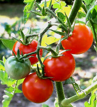 Cientistas descobrem por que tomates vistosos não são saborosos