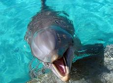 Golfinhos estão contaminados por compostos de inseticidas