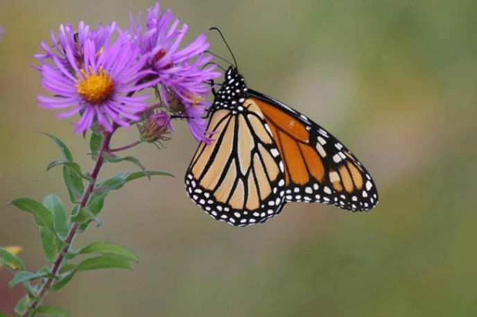 Queda da população de borboletas-monarca deveria servir de alerta