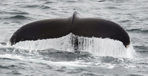 Baleias diminuem sensibilidade da audição para proteger ouvidos