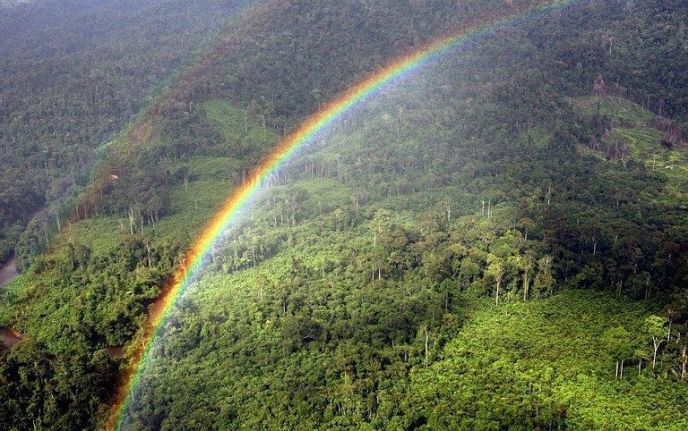 Biodiversidade cai em metade das florestas tropicais