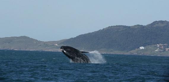 Baleias-francas avistadas no litoral catarinense bate recorde