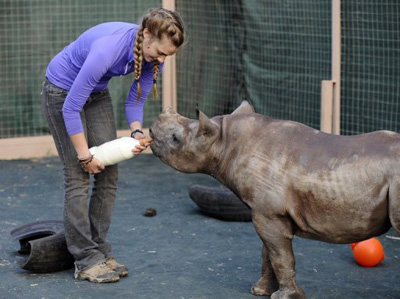 África do Sul abre primeiro orfanato para rinocerontes