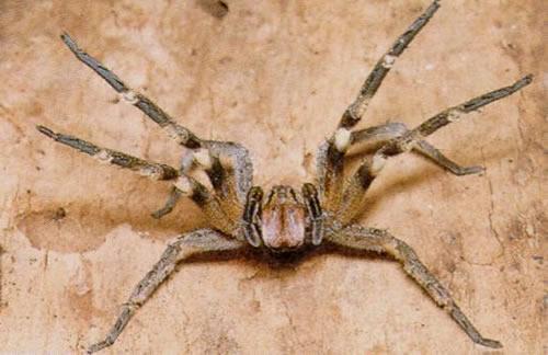 Instituto Butantã anuncia 17 novas espécies de aranha