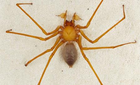 Nova aranha promete revolucionar estudos sobre evolução