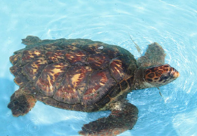 Bahia possui grande número de tartarugas híbridas