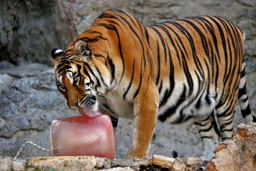 Zoo de Roma oferece sorvete gigante a felinos por onda de calor