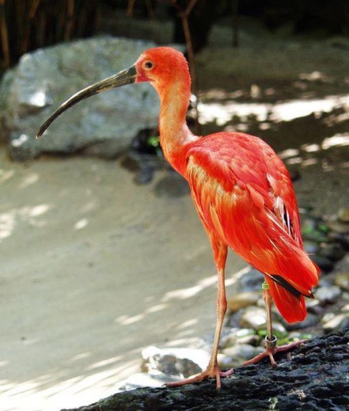 Ave guará retorna a Santa Catarina após décadas de extinção local