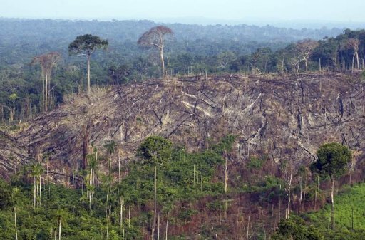 Desmatamento na bacia do Amazonas poderá reduzir chuvas