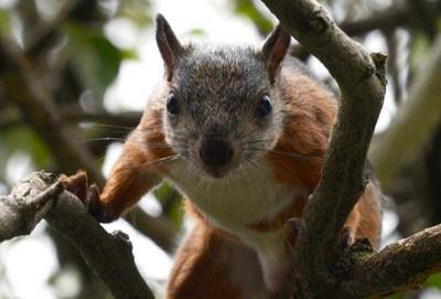 Cidadãos de 30 países discutem sobre biodiversidade