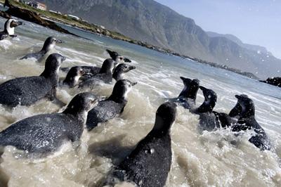 Pinguins voltam ao mar após retirada de óleo na África do Sul