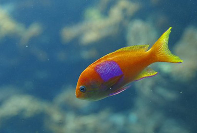 Aquecimento global pode diminuir tamanho dos peixes, diz estudo