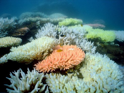 Negligência na proteção da Grande Barreira de Corais