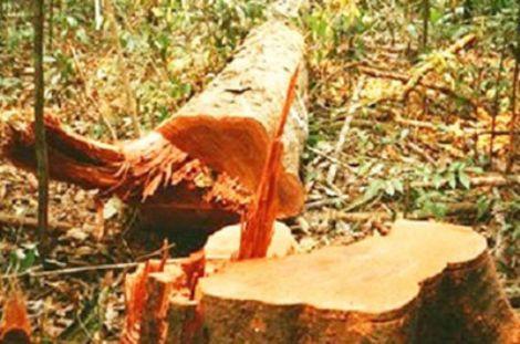 Dois municípios incluidos em lista de desmatadores da Amazônia