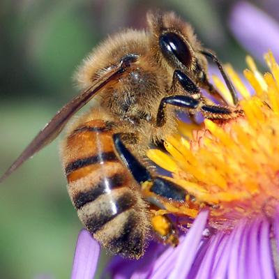 Estudos feitos na Unesp aborda o sumiço das abelhas