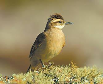 Nova espécie de ave é encontrada na região central de Minas Gerais