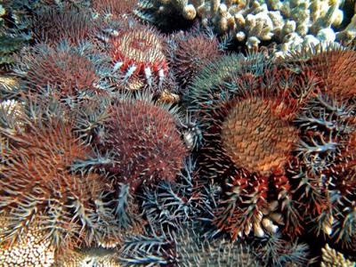 Bactéria pode acabar com estrelas-do-mar devoradoras de corais