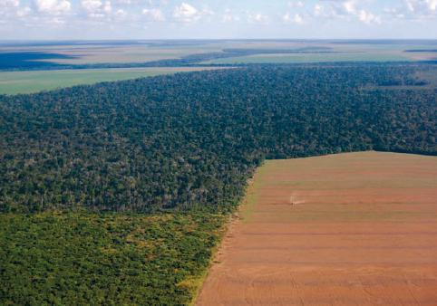Desmatamento na Amazônia ultrapassa 520 km² em agosto