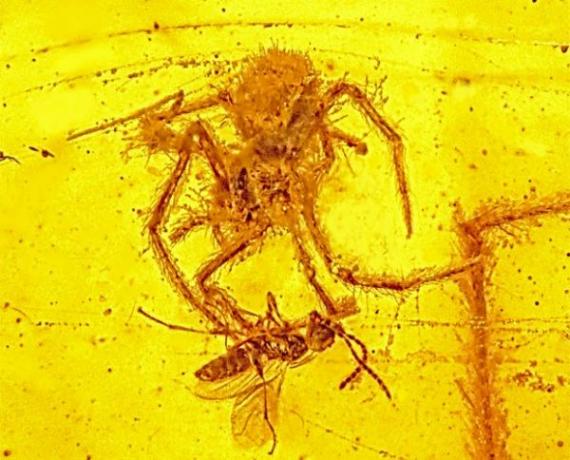 Cientistas descobrem fóssil raro de ataque de aranha contra presa