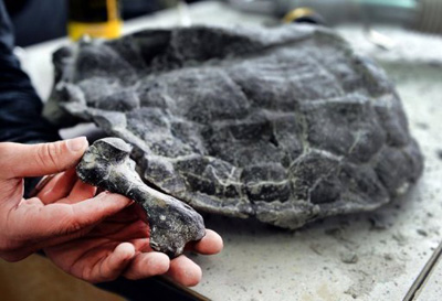Fóssil da mais antiga tartaruga do mundo resiste ao tempo