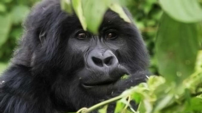 Projetos tentam salvar a vida selvagem em Ruanda