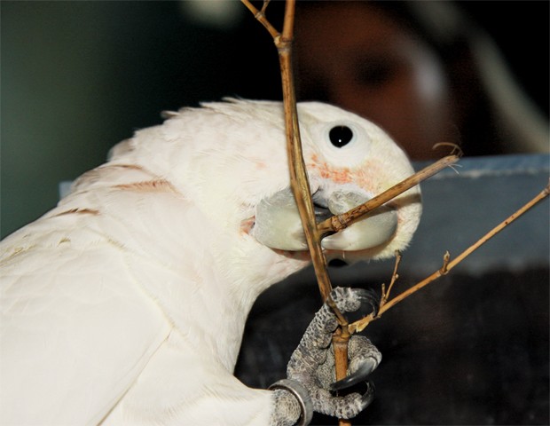 Pássaro cria ‘ferramentas’ para pegar comida, dizem cientistas