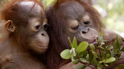 Cientistas criam aparelho que monitora o olhar de orangotangos