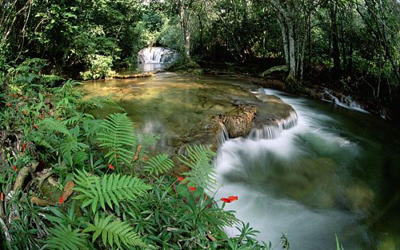 Floresta Estacional Sempre-Verde é reconhecida no Brasil