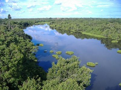 Vários dispositivos do novo Código Florestal são inconstitucionais