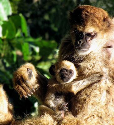 Candidato à mascote das Olimpíadas ameaçado de extinção