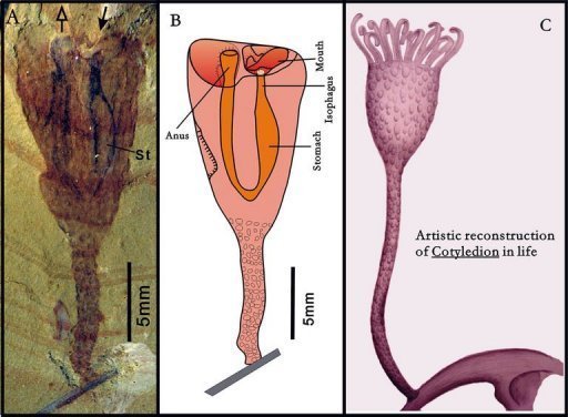 Animal com intestino em ‘U‘ muda árvore evolutiva de espécies