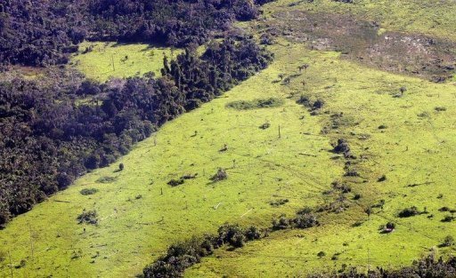 Operação contra tráfico de madeira prende 200 pessoas