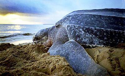 Tartarugas de couro podem estar extintas em 20 anos