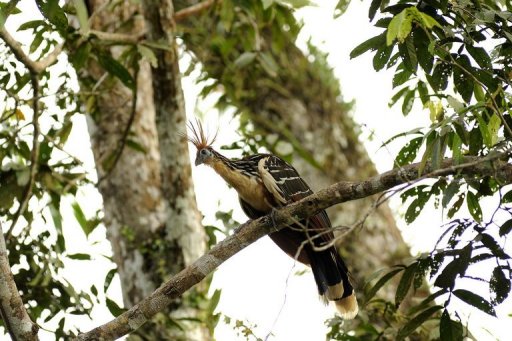 Amazônia ou mais carne para o mundo?