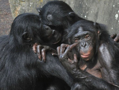 Três mil grandes macacos são vítimas de caça ilegal anualmente