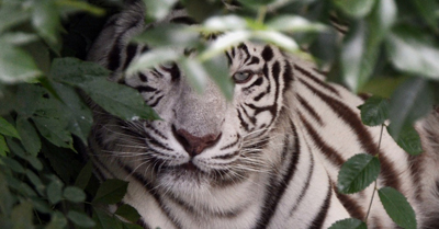 Tigres são mortos para alimentar comércio na China, aponta ONG