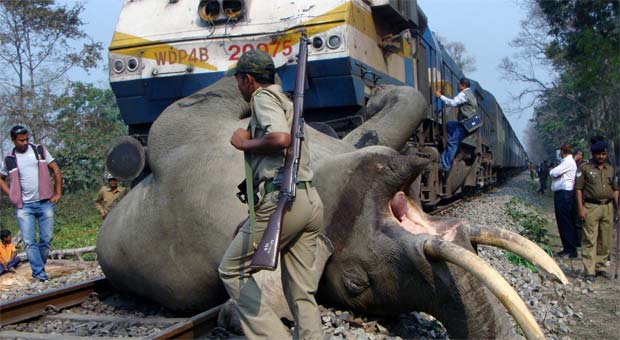 Trem de ferro atropela e mata elefante adulto