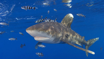 Governo brasileiro proíbe pesca de tubarão galha-branca