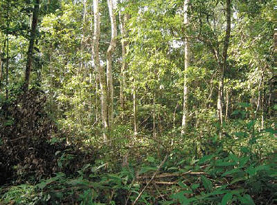 Novo Código Florestal reduzirá em 58% a recuperação de florestas