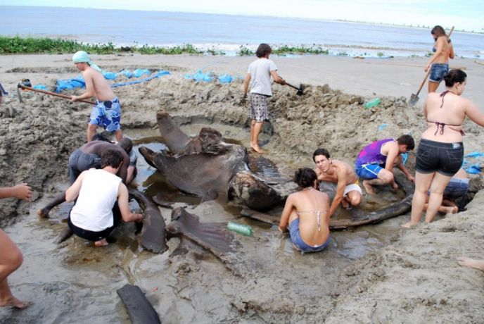 Fóssil de baleia azul pode ajudar a evitar extinção da espécie