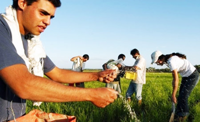 Famílias colhem 14,5 mil toneladas de arroz orgânico no Rio Grande